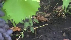 сорт винограда Оригинал чёрный