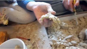 раскопки скелета динозавров