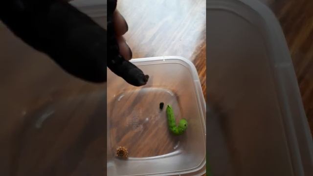Гусеница Бражник Липовый
