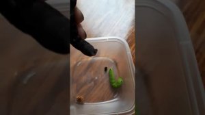 Гусеница Бражник Липовый