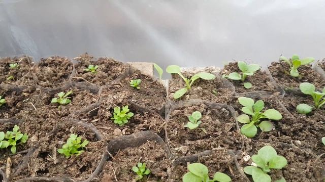ОБРИЕТА ВЫРАЩИВАНИЕ ИЗ СЕМЯН СОВЕТЫ ПО ВЫРАЩИВАНИЮ. ПРИЩИПКА видео