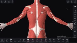 Мышцы спины