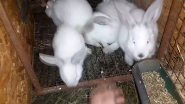 Миксоматоз крольчихи! Вздутие крольчат! Что с ними слало!23.09.2021 смотреть онлайн