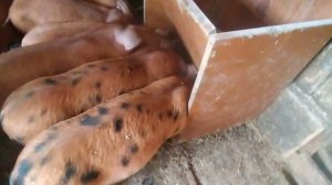 Бесплатная бункерная кормушка для поросят, своими руками!