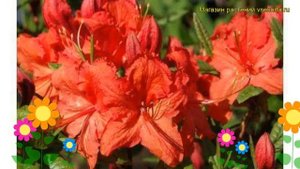 Азалия гибридная Джоли Мадам. Краткий обзор, описание характеристик azalea knap hill Jolie madame