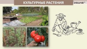 Дикорастущие и культурные растения   Окружающий мир 2 класс  Инфоурок