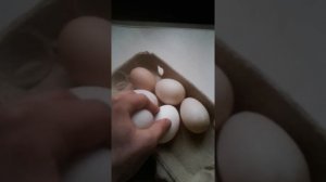 В каком возрасте начинают нестись башкирские утки