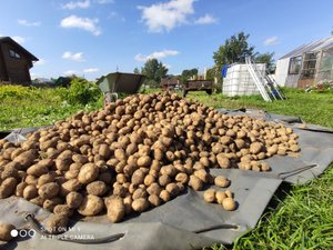 Работа картофелекопалки и краткий обзор СКАУТ т-220в.mp4