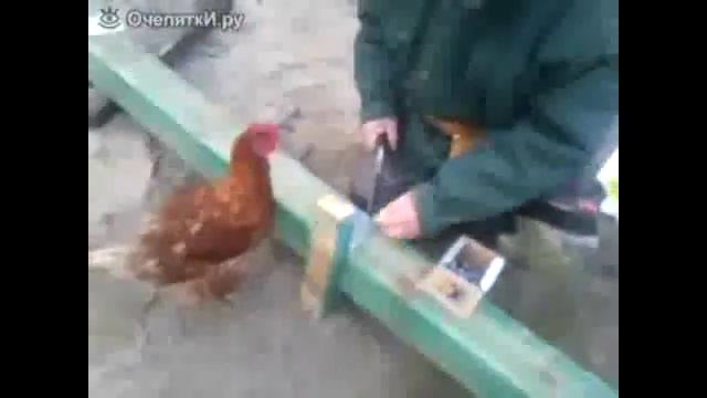Умная курица