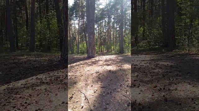 Прикольно кататься в лесу на электросамокате Kugoo Max Speed смотреть онлайн