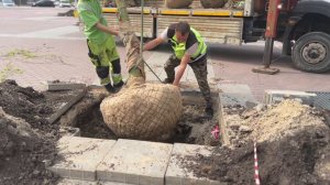 Замена деревьев на Площади Европы | «Европейский», Тюмень