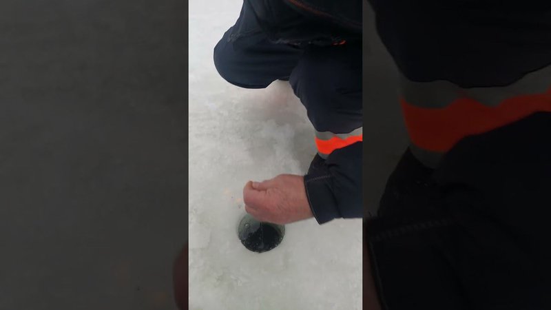 Голицыно Fish (1)