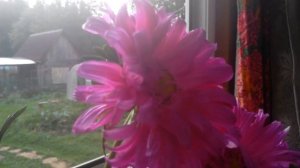 Астры Букет цветов на подоконнике