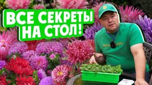 ВСЕ СЕКРЕТЫ НА СТОЛ! Выращиваем астры уже сейчас!