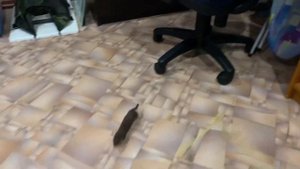 Ласка (Mustela nivalis) - грозный охотник