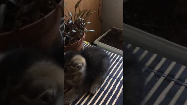 Прямоухий шотландец чёрный золотой тикированный