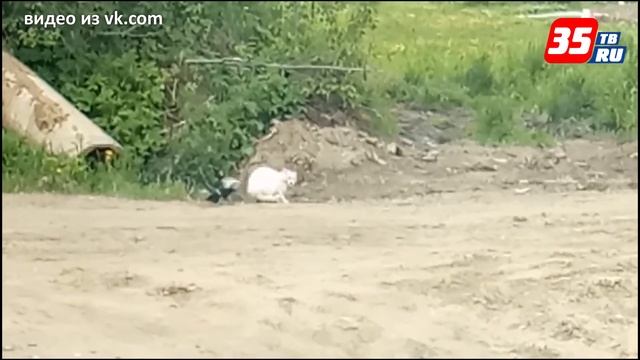 Сорока нападает на кота смотреть онлайн