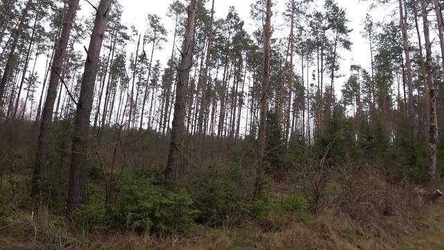 ОХОТА 2021. ЗВЕРЬ ВЫХОДИТ ПРЯМО НА МЕНЯ !!! смотреть онлайн