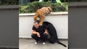 Тигр и Пантера играет с человеком!