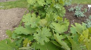 Macleaya cordata (Willd.) R. Br. čes. makleja srdčitá