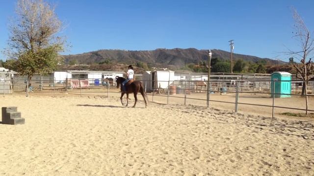 MDMS Cantor Graceful Morgan Horse For Sale смотреть онлайн