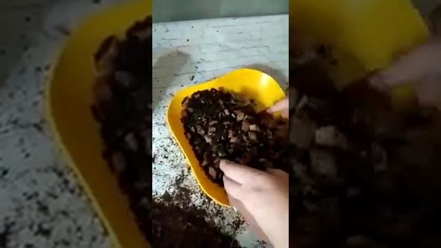 Пересаживаем камбрию смотреть онлайн