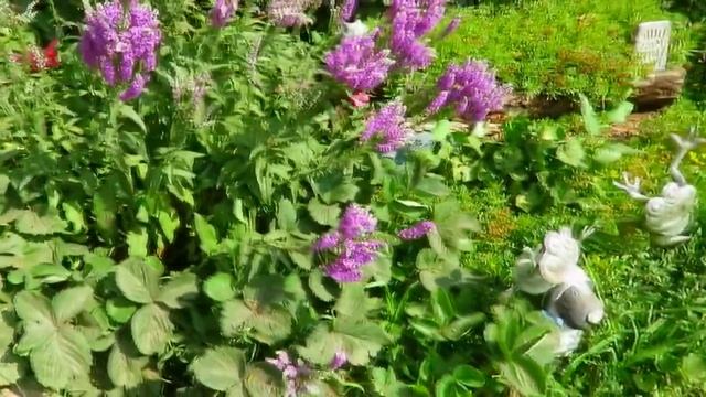 Экскурсия по саду в коттеджном стиле. Шикарные цветники на даче