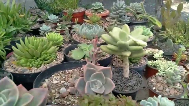 Mi pequeña colección de suculentas смотреть онлайн
