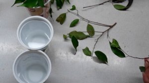 Размножение фикуса Бенджамина/черенкование фикуса Бенджамина