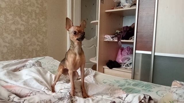 Той терьер мини гаф гаф смотреть онлайн