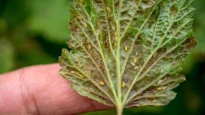 Как бороться с тлей на смородине?