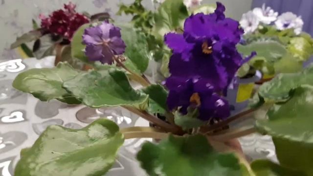 Фиалка сорта ЕК-ЛЕСНАЯ ЕЖЕВИКА смотреть онлайн