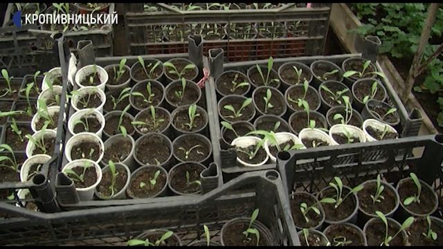 У Кропивницькому виростили 270 тисяч саджанців квітів для висадки на клумби смотреть онлайн