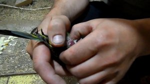 Что делать если самка волнистого попугая не может снести яйцо.