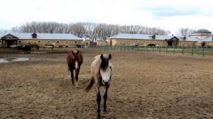 Прекрасные лошади... Хреновской конезавод.