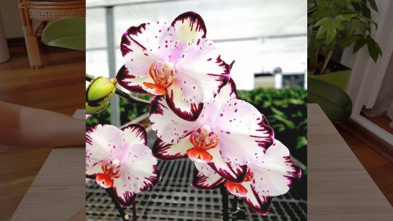 Орхидея "С УМА СДУРЕТЬ".