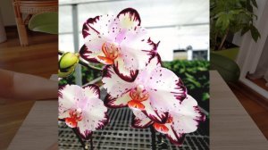 Орхидея "С УМА СДУРЕТЬ".