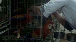 Парк птиц Воробьи, часть 3. Птенцы!