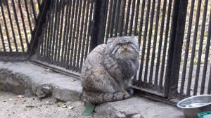 Манул Чип ставит лапки на свой хвост. 27.09.2022