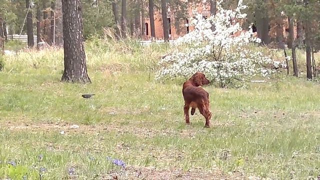 Оливия Ирландский Сеттер.mp4 смотреть онлайн