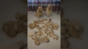 Котики собачки. Смешные милые мамы кошечки и их котятки.