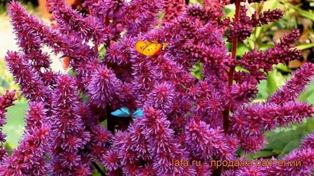 Астильба арендса Пёпл Рейн (astilbe x arendsii) ? обзор: как сажать, рассада астильбы Пёпл Рейн смотреть онлайн