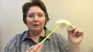 Лобная кость