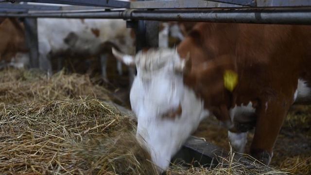 Съёмка на Nikon Z 6II смотреть онлайн