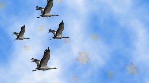 "Осень милая, шурши", музыка М. Еремеевой