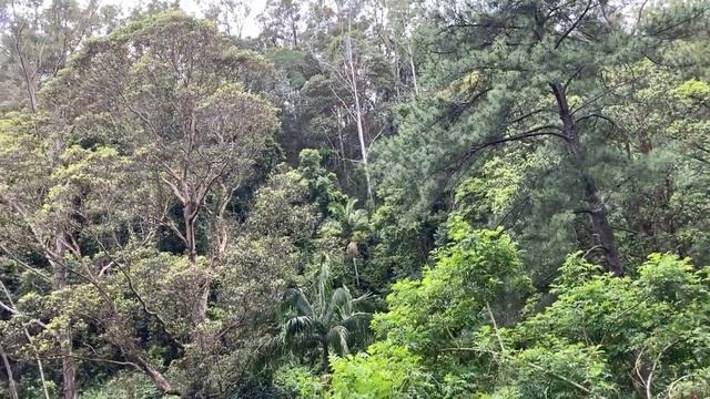 Поездка в Лес Дождя. Где Растёт Сахар. Gold Coast. Rainforest. Movie World, Sugar Cane ? смотреть онлайн