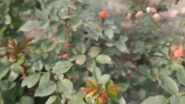 Роза Лавли рококо. 08.10.2020 г. Татарстан. смотреть онлайн