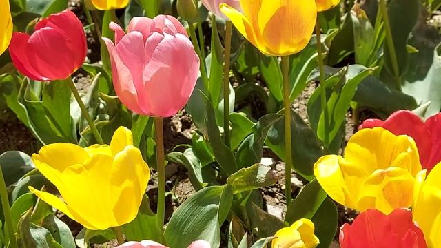 Парад тюльпанов в Никитском ботаническом саду Крыма смотреть онлайн