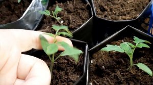 У рассады томатов замерла точка роста.