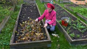 Ленивый компост за 2 минуты прямо на грядке! Супер способ!???